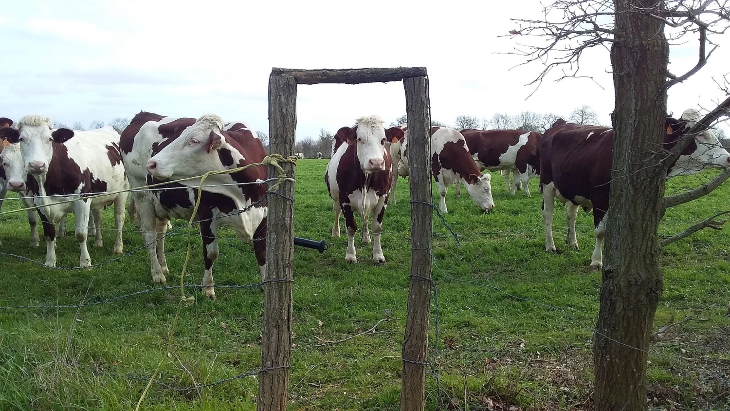 Clôture électrique Soldes Boutique -Clôture électrique Soldes Boutique 3